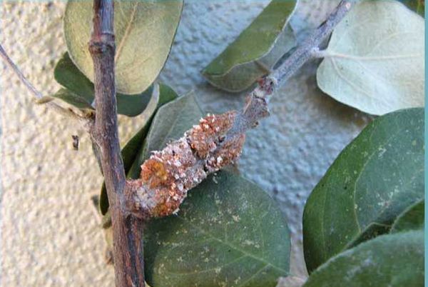 يمكن أن يتعرض السفرجل للهجوم من قبل الآفات والبكتيريا. يمكن أن يتعرض السفرجل للهجوم من قبل الآفات والبكتيريا.