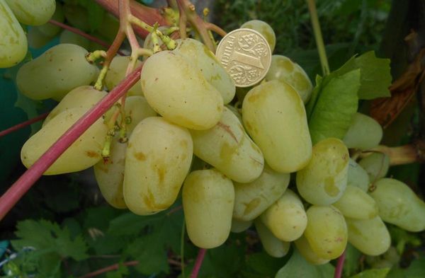 جوردي لديه عناقيد يصل وزنها إلى 1.2 كجم جوردي لديه عناقيد يصل وزنها إلى 1.2 كجم