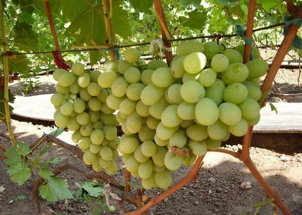 صنف إليزابيث متواضع، لكنه يخاف من الصقيع. صنف إليزابيث متواضع، لكنه يخاف من الصقيع.