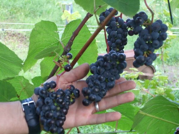 التقنية – أصناف العنب الأكثر إنتاجية التقنية – أصناف العنب الأكثر إنتاجية