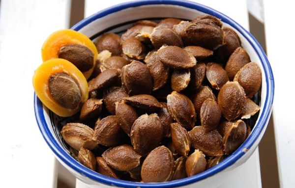 Uprawa moreli z nasion polega na selekcji nasion Uprawa moreli z nasion polega na selekcji nasion