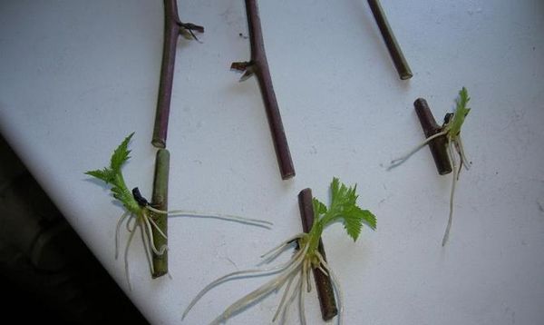 هناك خمس طرق لتكاثر السفرجل. هناك خمس طرق لتكاثر السفرجل.