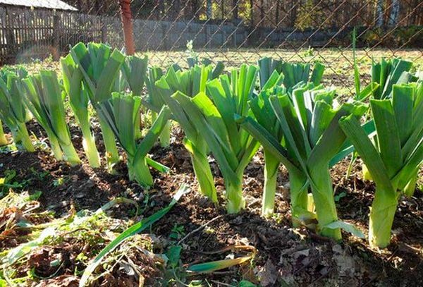 ثقافة الكراث ثقافة الكراث