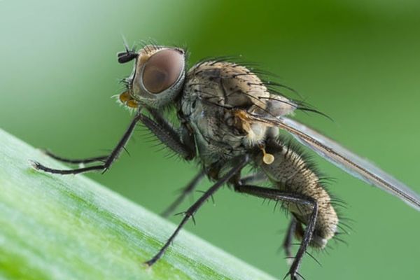 ذبابة البصل آفة خطيرة. ذبابة البصل آفة خطيرة.