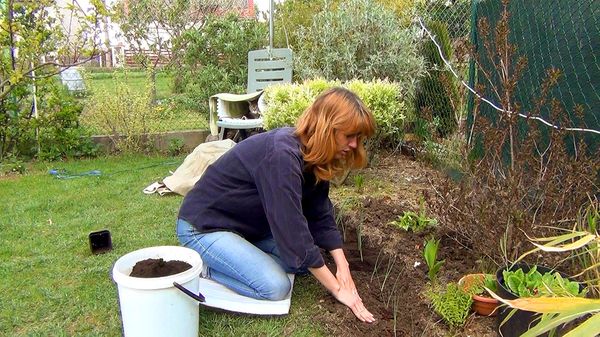 زراعة الكراث في الأرض زراعة الكراث في الأرض