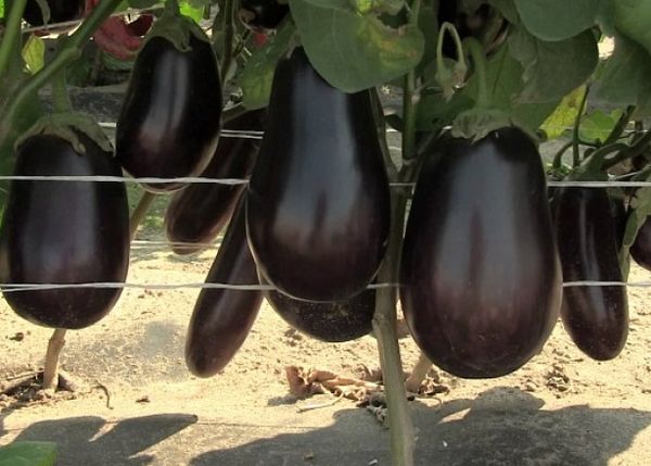 التربة الطينية أو الرملية الطينية مناسبة لزراعة الباذنجان. التربة الطينية أو الرملية الطينية مناسبة لزراعة الباذنجان.