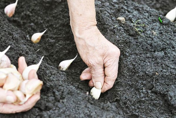 Optimālā augsne ķiplokiem ir melna augsne. Optimālā augsne ķiplokiem ir melna augsne.