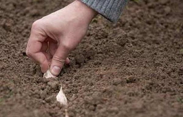 Daudzi dārznieki ir pieraduši stādīt ķiplokus rudenī. Daudzi dārznieki ir pieraduši stādīt ķiplokus rudenī.