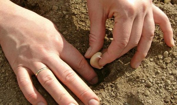 Pirms ķiploku stādīšanas ir jāizvēlas pareizā šķirne. Pirms ķiploku stādīšanas ir jāizvēlas pareizā šķirne.