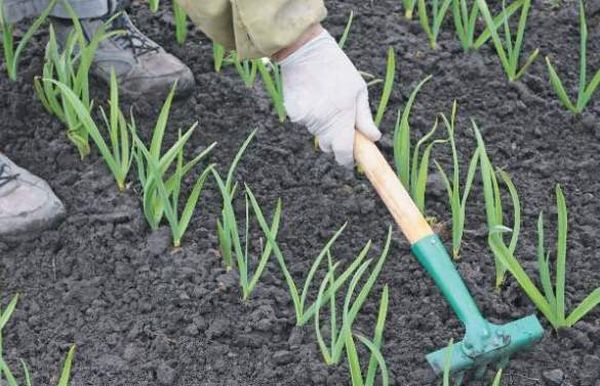 Ķiploki periodiski ir jāravē. Ķiploki periodiski ir jāravē.