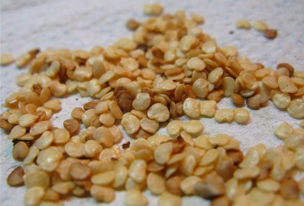 من المهم اختيار بذور الباذنجان بشكل صحيح من المهم اختيار بذور الباذنجان بشكل صحيح