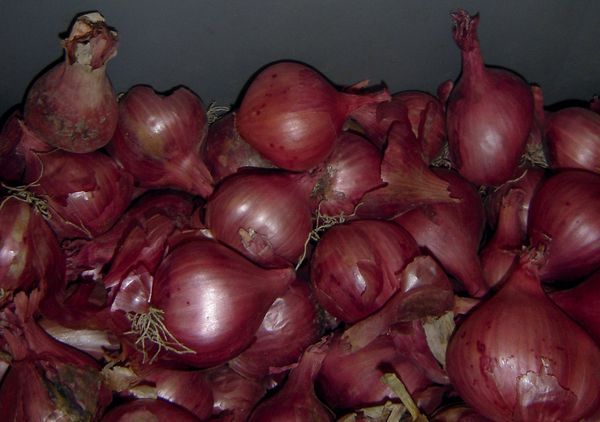 Camelot F1 ir agri nogatavojoša šķirne. Camelot F1 ir agri nogatavojoša šķirne.