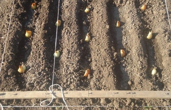 Šalotu stādīšana Šalotu stādīšana