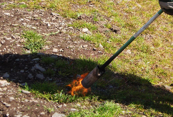 Burning Weeds with the Flamethrower Burning Weeds with the Flamethrower
