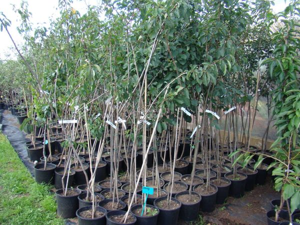 Plūmju stādi stādīšanai Plūmju stādi stādīšanai