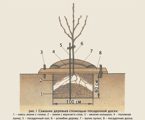 Plūmju koku stādīšanas shēma Plūmju koku stādīšanas shēma