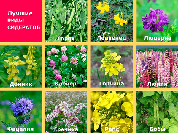 The best green manures for successful substitution The best green manures for successful substitution