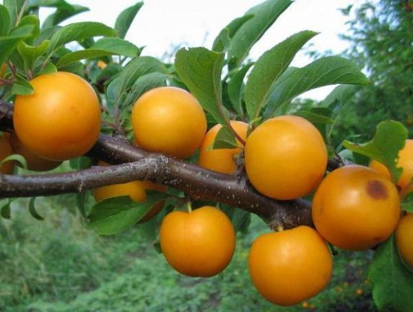 صنف حلو مارا صنف حلو مارا