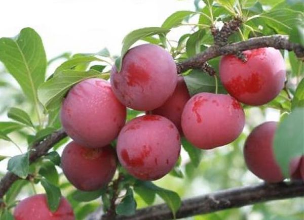 الكرز البرقوقي نسميانا هو نبات طويل القامة ذو تاج عريض. الكرز البرقوقي نسميانا هو نبات طويل القامة ذو تاج عريض.