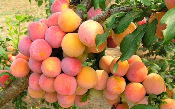 صنف شعبي Skoroplodnaya صنف شعبي Skoroplodnaya