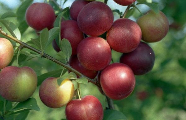 يختلف البرقوق الياقوتي في لون ثماره يختلف البرقوق الياقوتي في لون ثماره