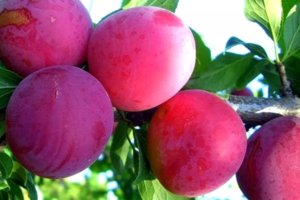 Plūmju šķirne Alyonushka