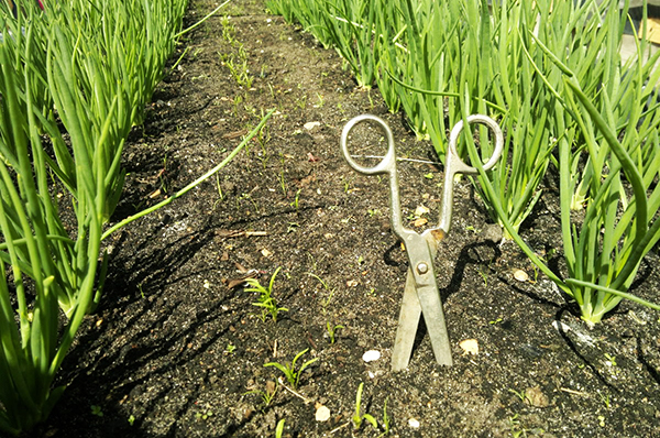 The principle of attrition is cutting weeds to ground level. The principle of attrition is cutting weeds to ground level.