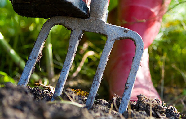 A pitchfork is the best option for digging A pitchfork is the best option for digging