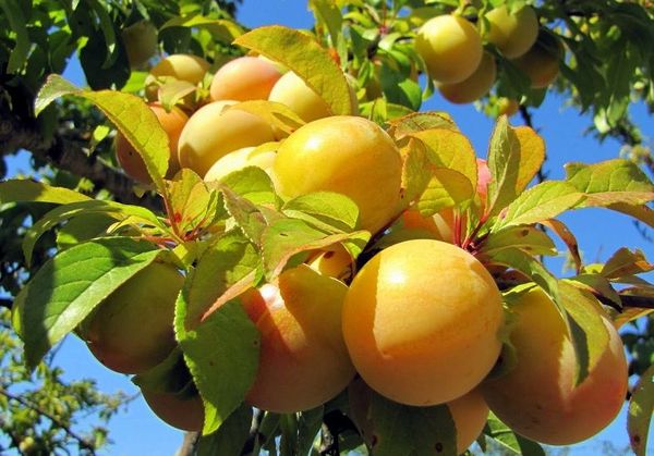 Medus baltā plūme Medus baltā plūme