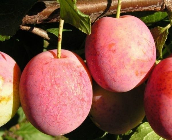 Plūmju šķirne Viktorija Plūmju šķirne Viktorija