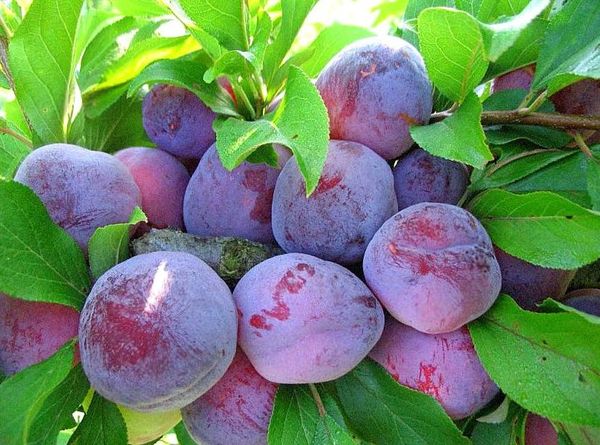 Vidējas kvalitātes Austrumu suvenīrs Vidējas kvalitātes Austrumu suvenīrs