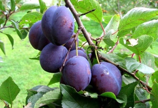 Plūme Renklode Mičurinska Plūme Renklode Mičurinska