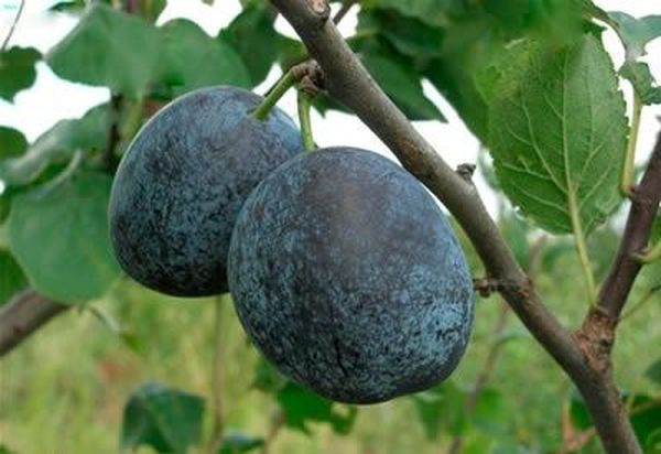 Zilā putna šķirne Zilā putna šķirne