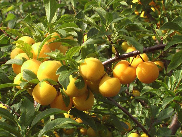 Liela zelta plūme Liela zelta plūme