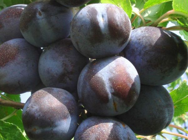 Populārais plūmju prezidents Populārais plūmju prezidents