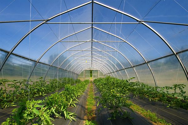 Siltumnīcu biznesam jums ir jāizstrādā biznesa plāns Siltumnīcu biznesam jums ir jāizstrādā biznesa plāns