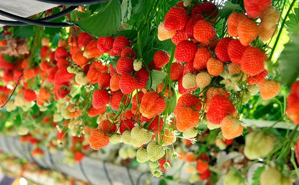 Izlemiet par produktiem, ko audzēt Izlemiet par produktiem, ko audzēt