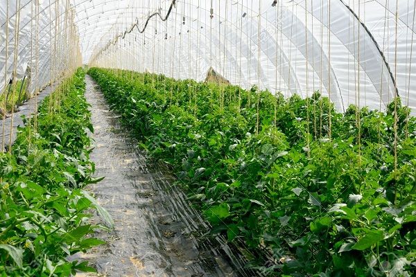 Siltumnīcu biznesa rentabilitāte ir atkarīga no daudziem faktoriem. Siltumnīcu biznesa rentabilitāte ir atkarīga no daudziem faktoriem.