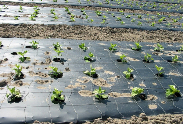 An effective way to control weeds An effective way to control weeds