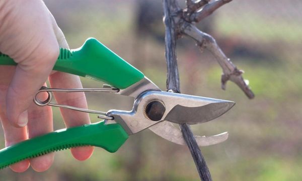 Jarné rezanie hrozna