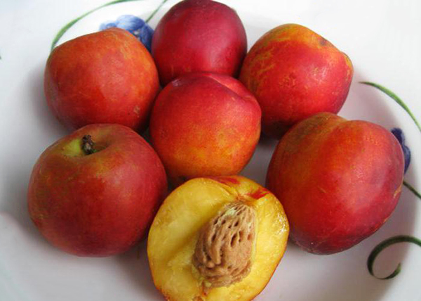 Persiku plūmju augļi ir diezgan lieli Persiku plūmju augļi ir diezgan lieli