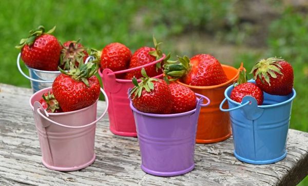 Katrs dārznieks cenšas iegūt lielu zemeņu ražu. Katrs dārznieks cenšas iegūt lielu zemeņu ražu.