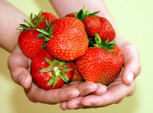 Dukāts nebaidās no atkārtotām salnām Dukāts nebaidās no atkārtotām salnām