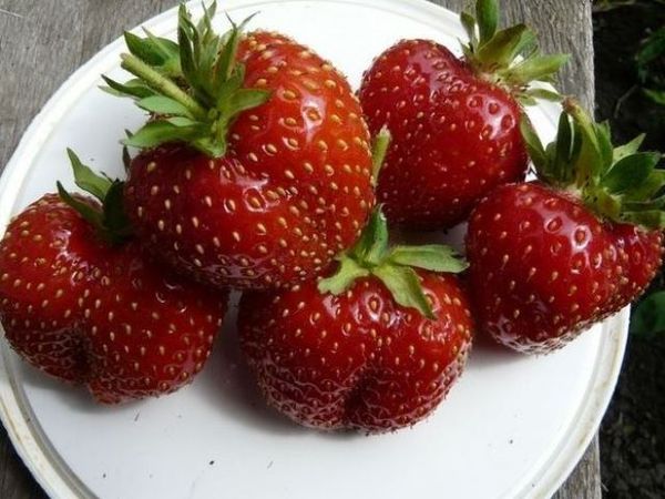 Kentas zemeņu šķirne Kentas zemeņu šķirne