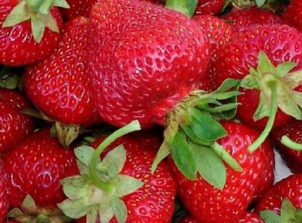 Liela Olvia šķirne Liela Olvia šķirne