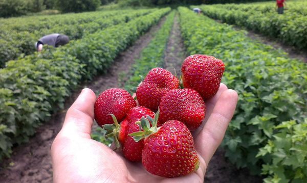 Medus pieder pie vidēji agrīnām neatjaunojošām šķirnēm. Medus pieder pie vidēji agrīnām neatjaunojošām šķirnēm.