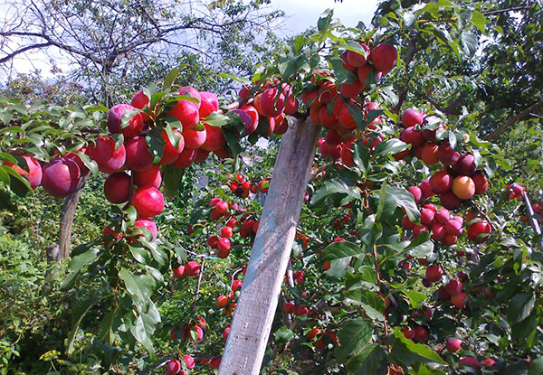 Persiku plūme nes augļus tikai saulainā vietā. Persiku plūme nes augļus tikai saulainā vietā.