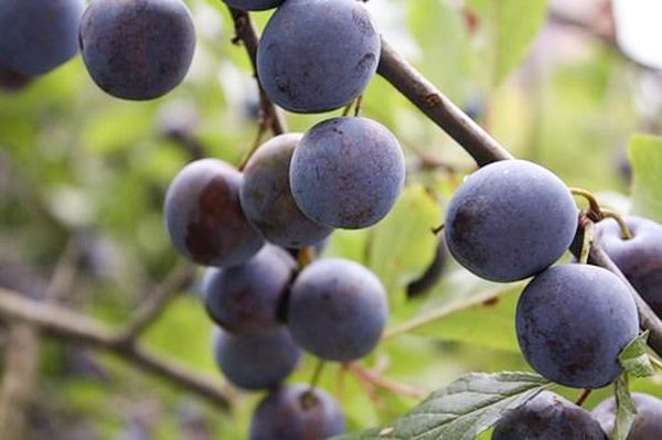 Tula melnā plūme Tula melnā plūme