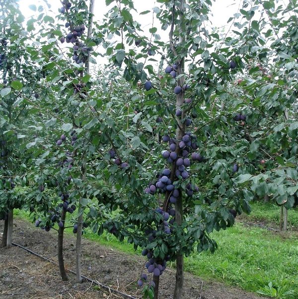 Tula melnajai plūmei nepieciešama mēslošana Tula melnajai plūmei nepieciešama mēslošana