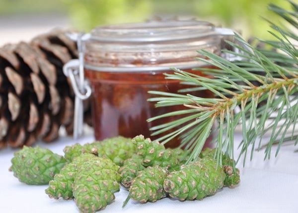 Priežu čiekuru ievārījums tiek izmantots slimību profilaksei. Priežu čiekuru ievārījums tiek izmantots slimību profilaksei.